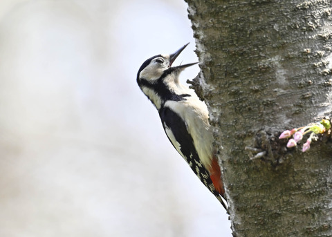 アカゲラ♀5323