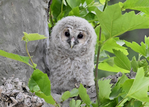 フクロウの雛6515