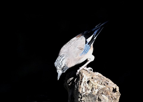 カケス3752