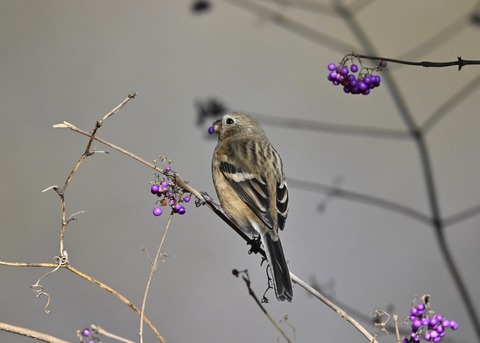 ベニマシコ♀0980