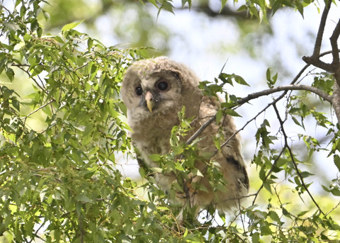 フクロウのヒナ7573
