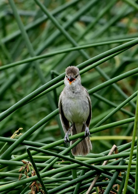 オオヨシキリ幼鳥8583
