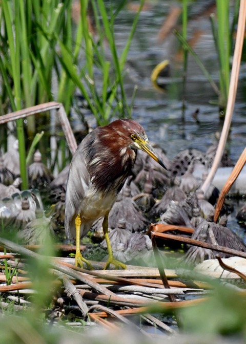 アカガシラサギ2974