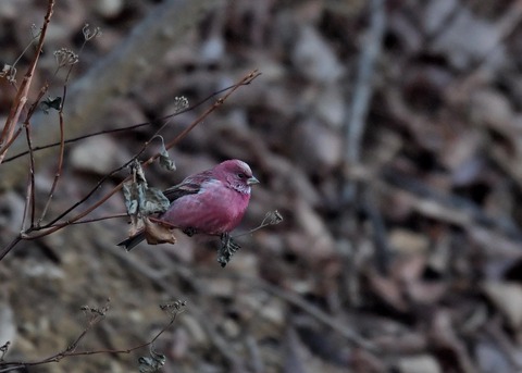 オオマシコ♂5877