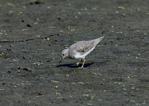 オジロトウネン5007