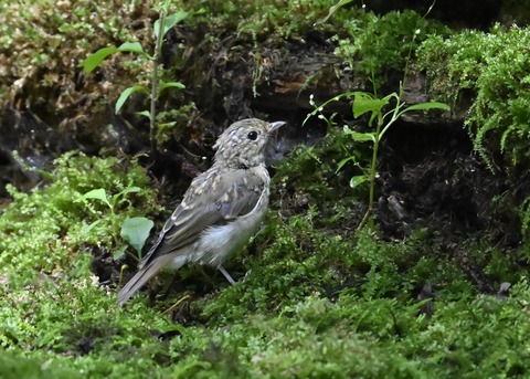 キビタキ幼鳥1697