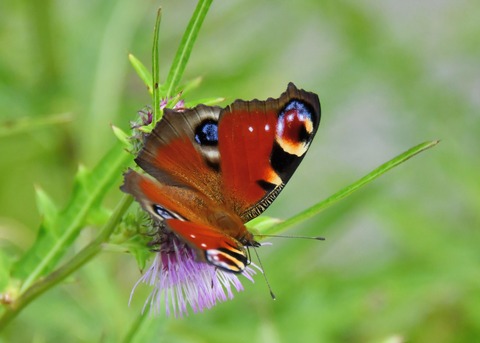 クジャクチョウ5383