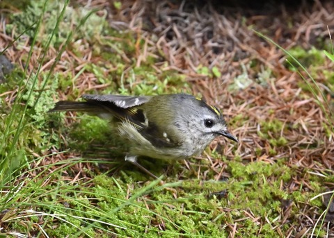 キクイタダキ♀5788