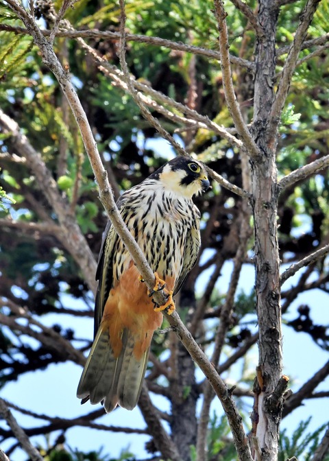 チゴハヤブサ0862