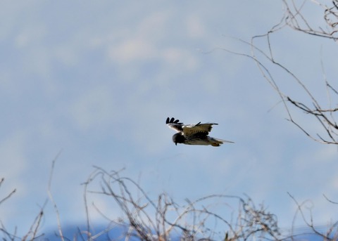 チュウヒ大陸型6362
