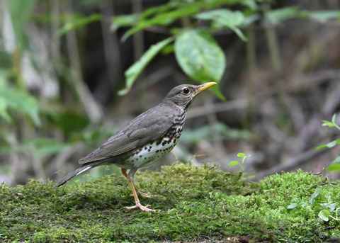 クロツグミ♀1505