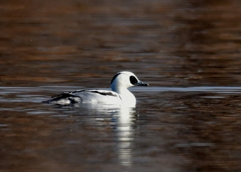ミコアイサ♂8970