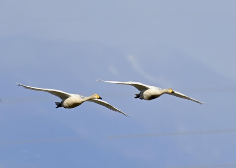 オオハクチョウ2164