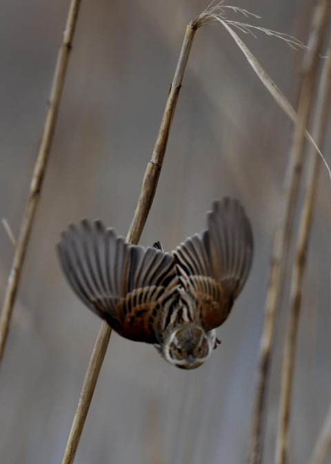 飛ぶオオジュリン♂0707