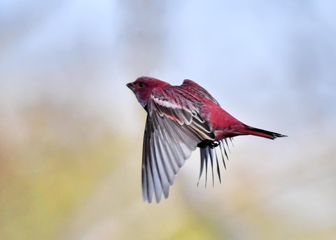 オオマシコ♂5390-02