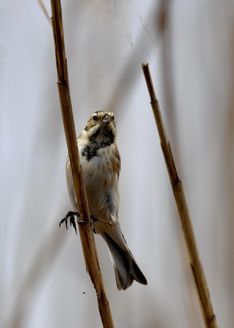 オオジュリン♂0564