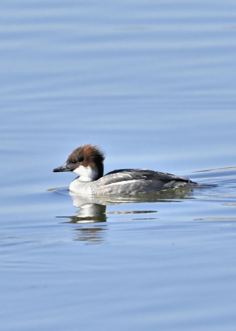 ミコアイサ♀0159