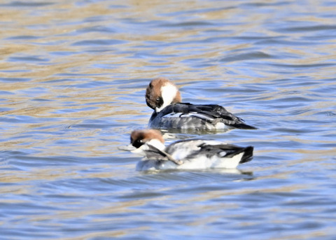 ミコアイサ♀5459