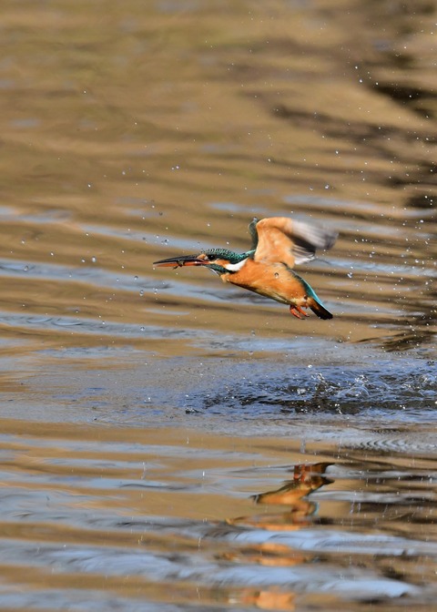 魚捕り・カワセミ♀7396