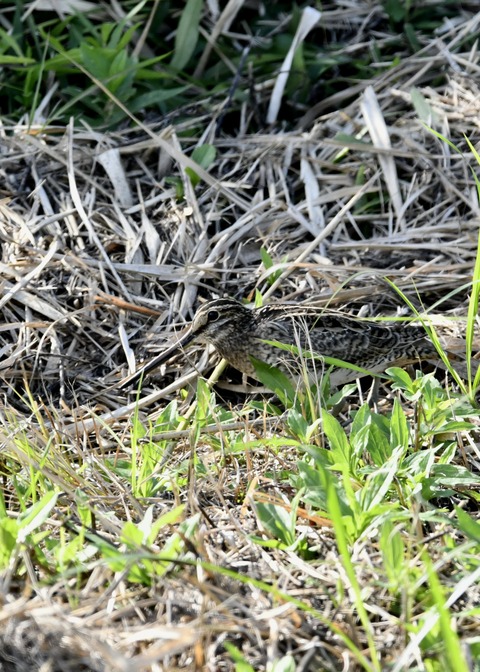 チュウジシギ3185