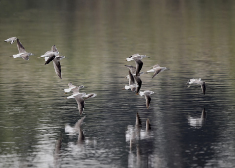 アオアシシギ5705