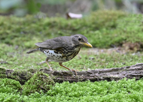 クロツグミ♀1083