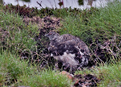 ライチョウ夏羽♂3296