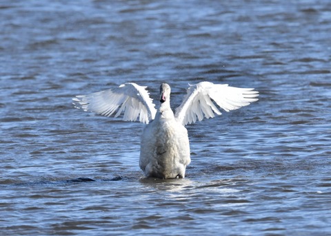 オオハクチョウ幼鳥1946