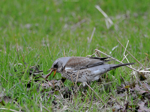 ノハラツグミ1947