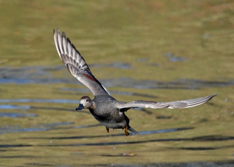 飛ぶ・オカヨシガモ♂8032