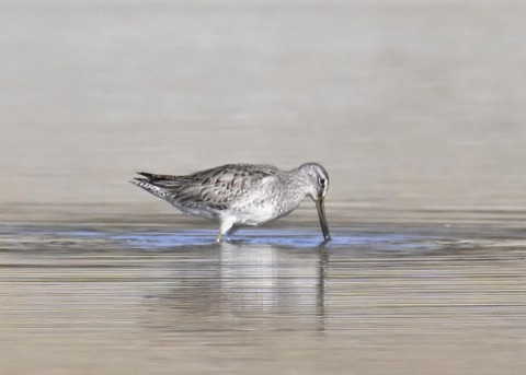 オオハシシギ6193