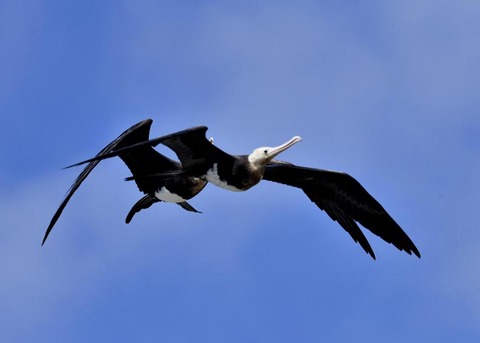 オオグンカンドリ6988