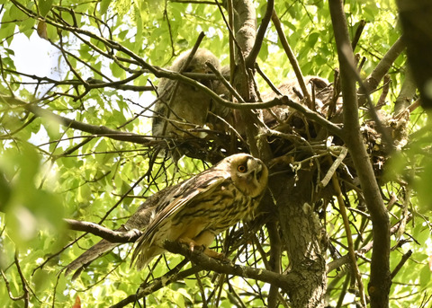 トラフズク♀2563