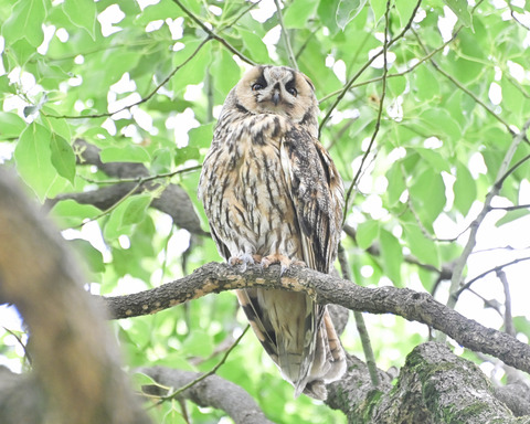 トラフズクの♀親4773