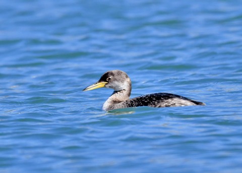 アカエリカイツブリ冬羽3552