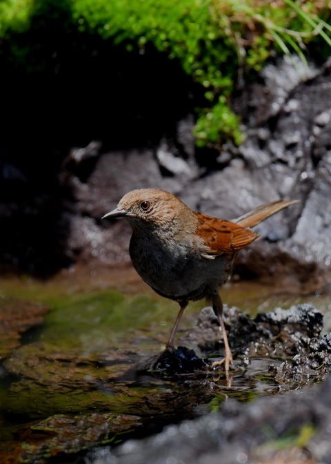 カヤクグリ5022