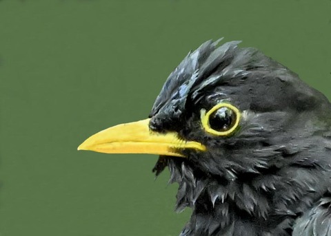 クロツグミ♂4000