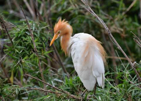 アマサギ6754