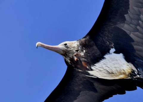 オオグンカンドリ2441