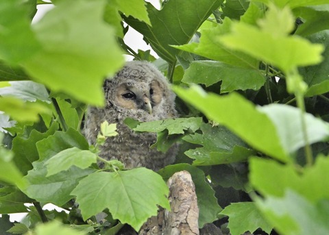 フクロウのヒナ3226