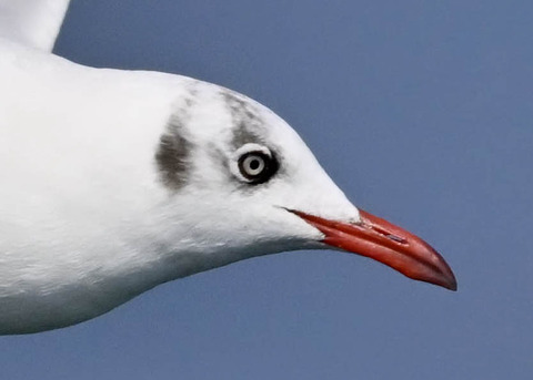 チャガシラカモメ3005