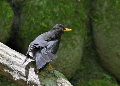 クロツグミ♂5616