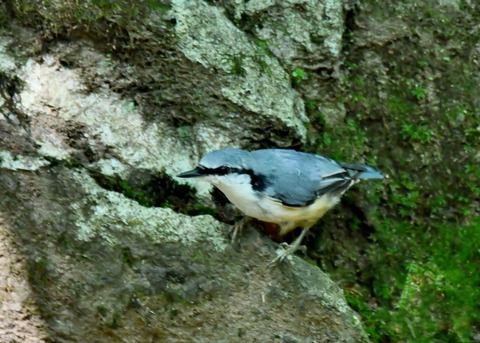 ゴジュウカラ4397