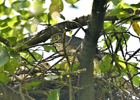 ツミ♀とヒナ8942