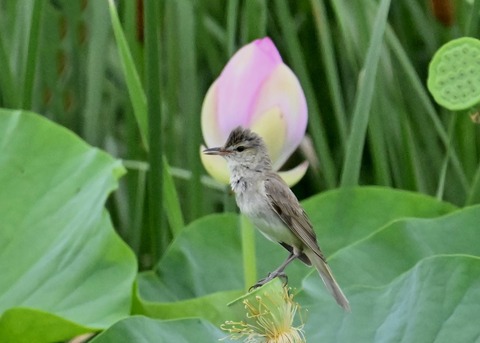 オオヨシキリ9033