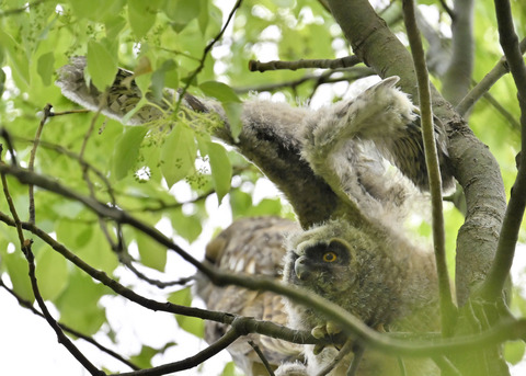 トラフズクのヒナ1368