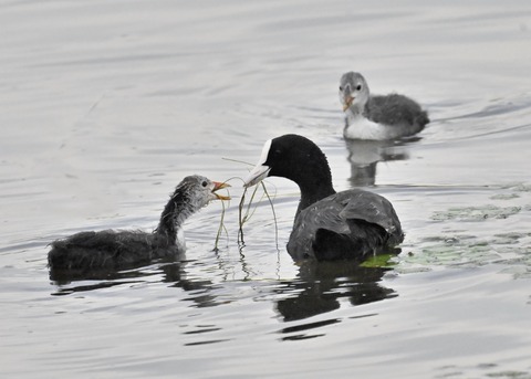 オオバン親子8553