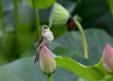 オオヨシキリ1597