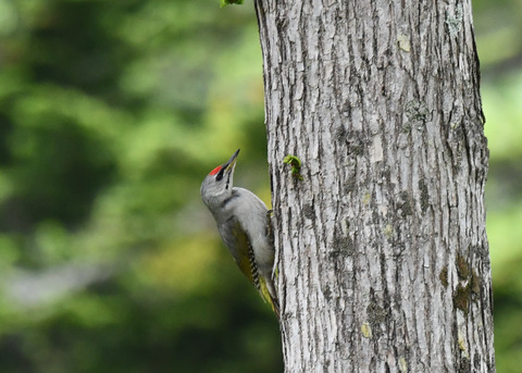 ヤマゲラ1509