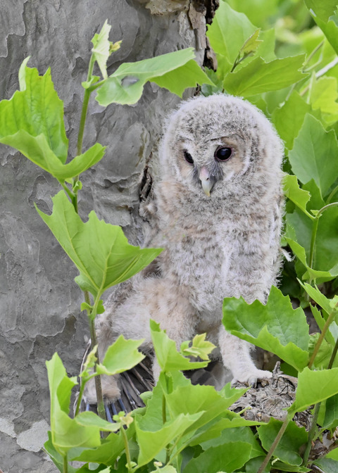 フクロウの雛5940